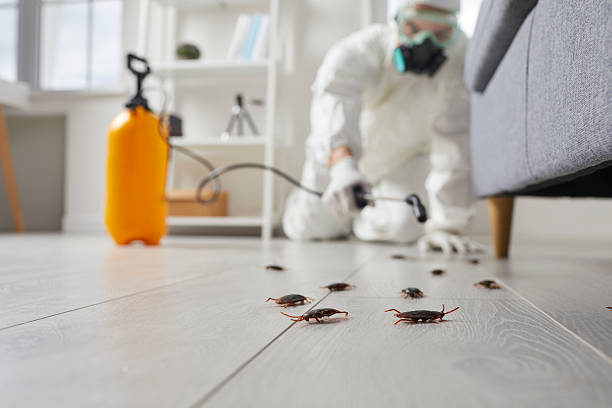 Post-Treatment Bed Bug Interceptor Monitoring in Advance